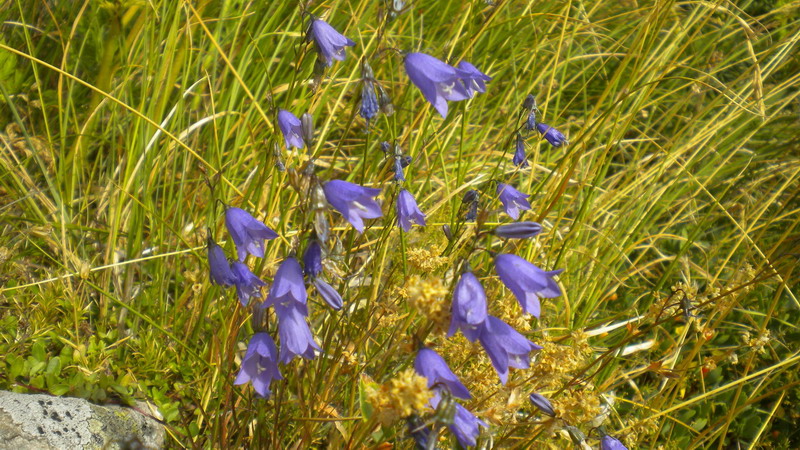 Campanula App.Reggiano